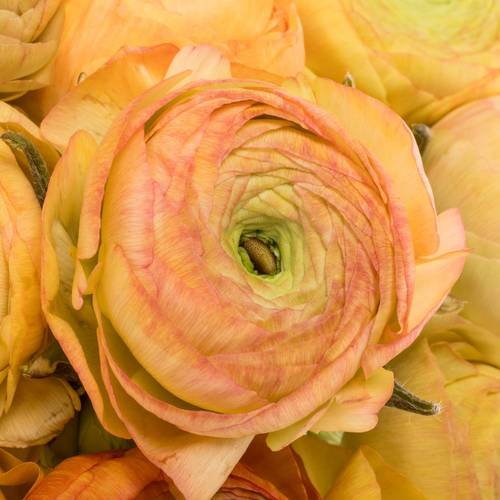 Ranunkel apricot Aazur Champagne 30 Gramm 45cm