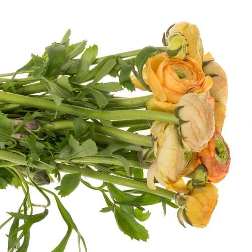 Ranunkel apricot Aazur Champagne 30 Gramm 45cm