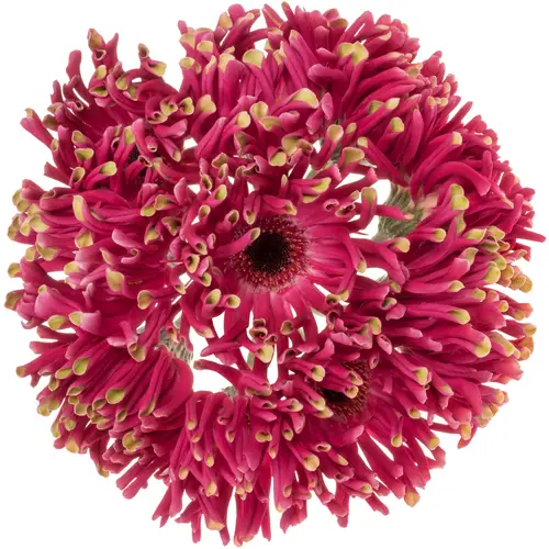 Gerbera fuchsia/hell grün Pastini Andria Bund