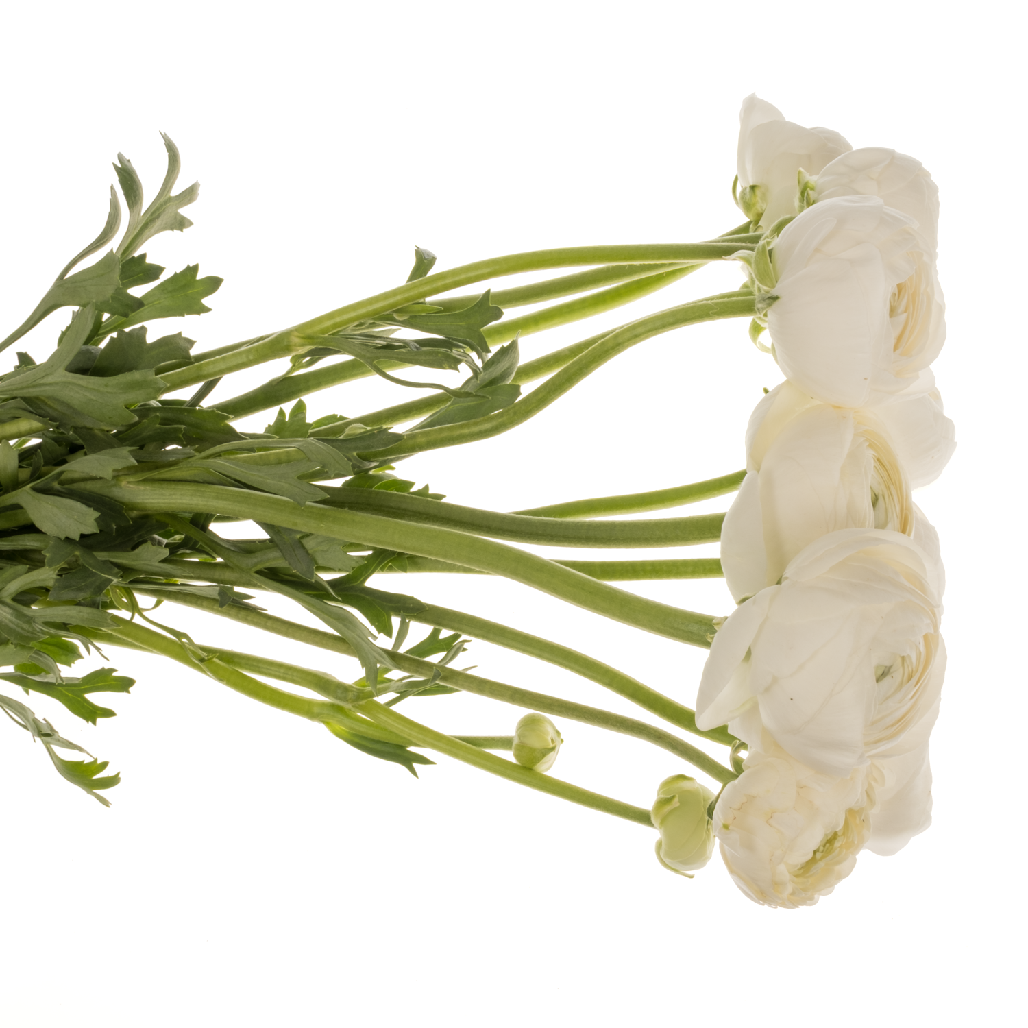 Ranunkel weiss Elegance White 45 Gramm 44cm