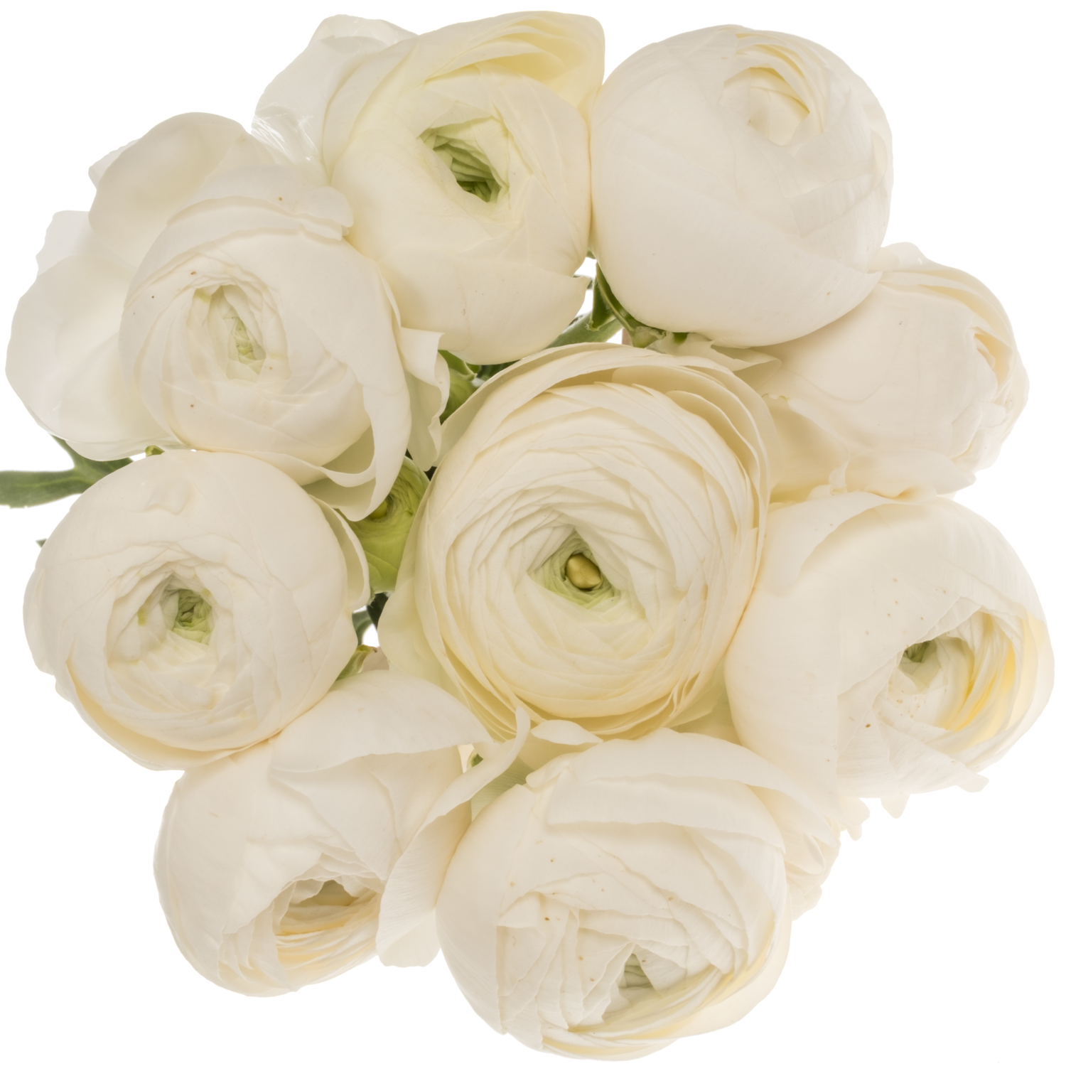 Ranunkel weiss Elegance White 45 Gramm 44cm