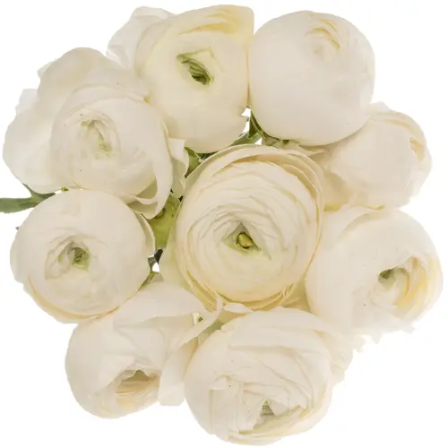 Ranunkel weiss Elegance White 45 Gramm 44cm