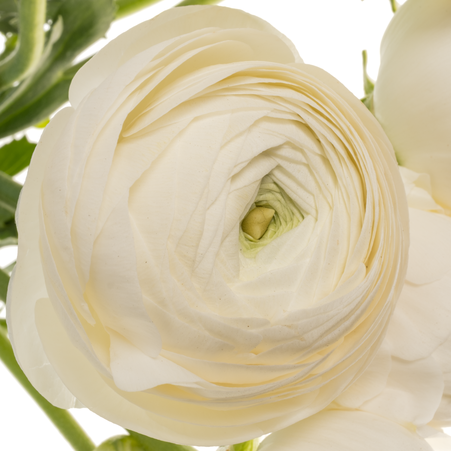 Ranunkel weiss Elegance White 45 Gramm 44cm