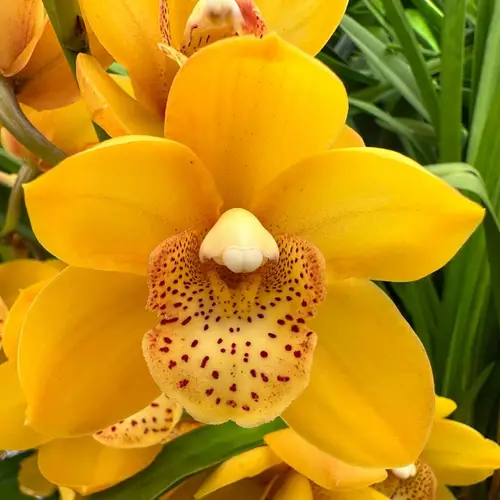 Mini Cymbidium gelb Lovely Sue 50cm 10+Blüte