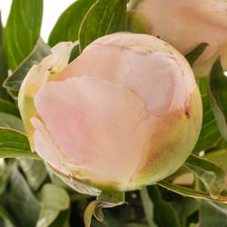 Pfingstrose rosa Fullsail 45cm