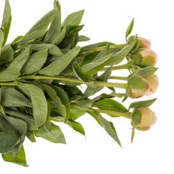 Pfingstrose rosa Fullsail 45cm