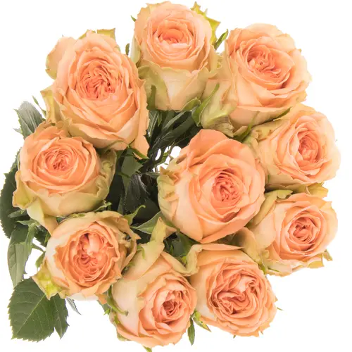 Rose apricot Barbarella 60cm