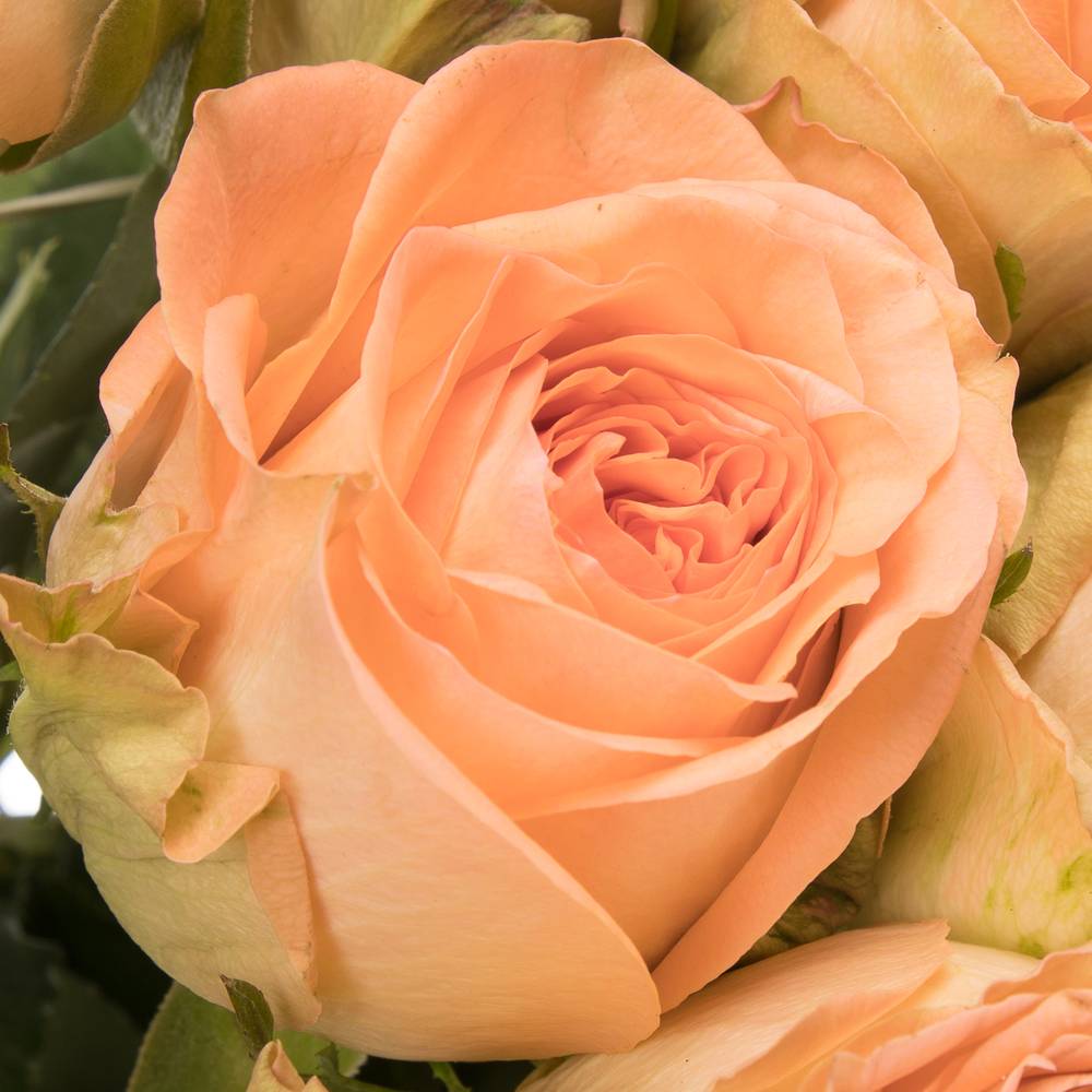 Rose apricot Barbarella 60cm