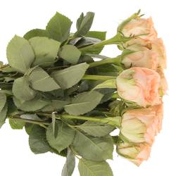 Rose apricot Barbarella 60cm