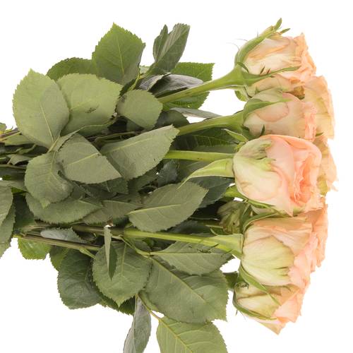 Rose apricot Barbarella 60cm