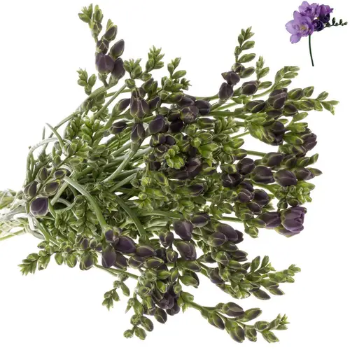 Freesie blau gefüllt Bayou 18 Gramm