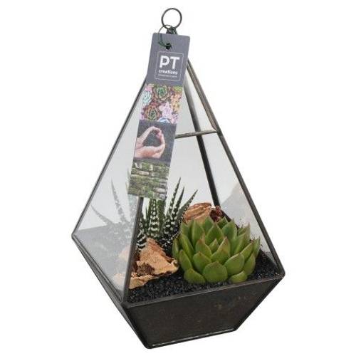 Sukk.Arr PTSU8401 T13 H026