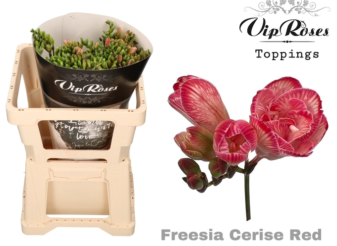 Freesie cerise/rot gefärbt 50cm