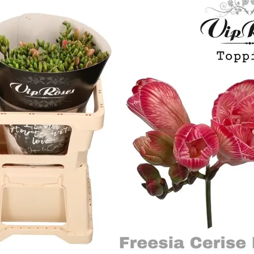 Freesie cerise/rot gefärbt 50cm