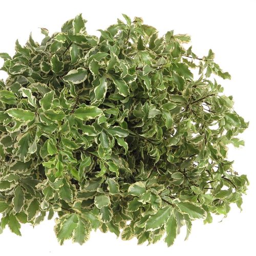 Pittosporum grün/weiss fein 50cm 150 Gramm