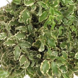 Pittosporum grün/weiss fein 50cm 150 Gramm