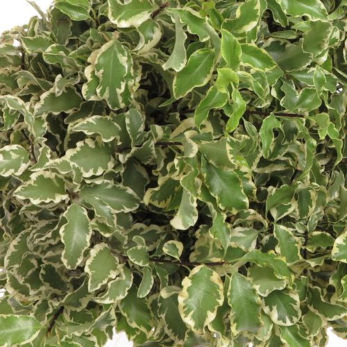 Pittosporum grün/weiss fein 50cm 150 Gramm