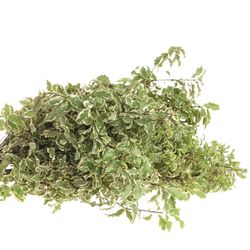 Pittosporum grün/weiss fein 50cm 150 Gramm