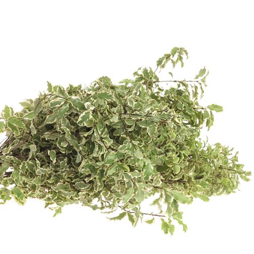 Pittosporum grün/weiss fein 50cm 150 Gramm