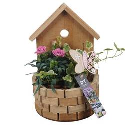 Garten.Arr PTPP6989 T16 H027