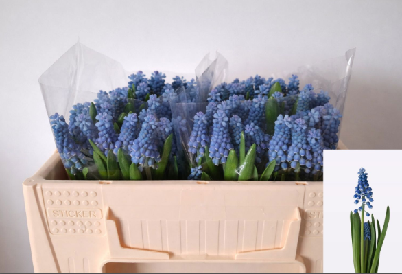 Muscarie blau moon 28cm