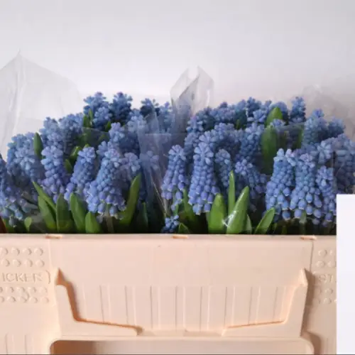 Muscarie blau moon 28cm