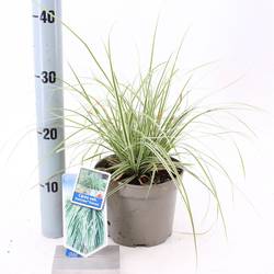 Carex Oshimensis Everest T17 H40