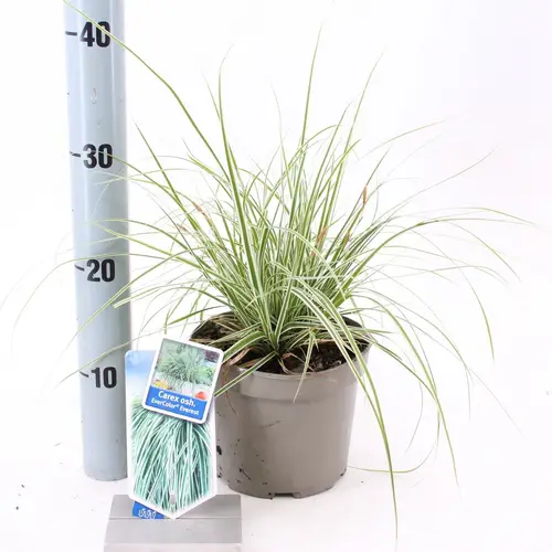 Carex Oshimensis Everest T17 H40