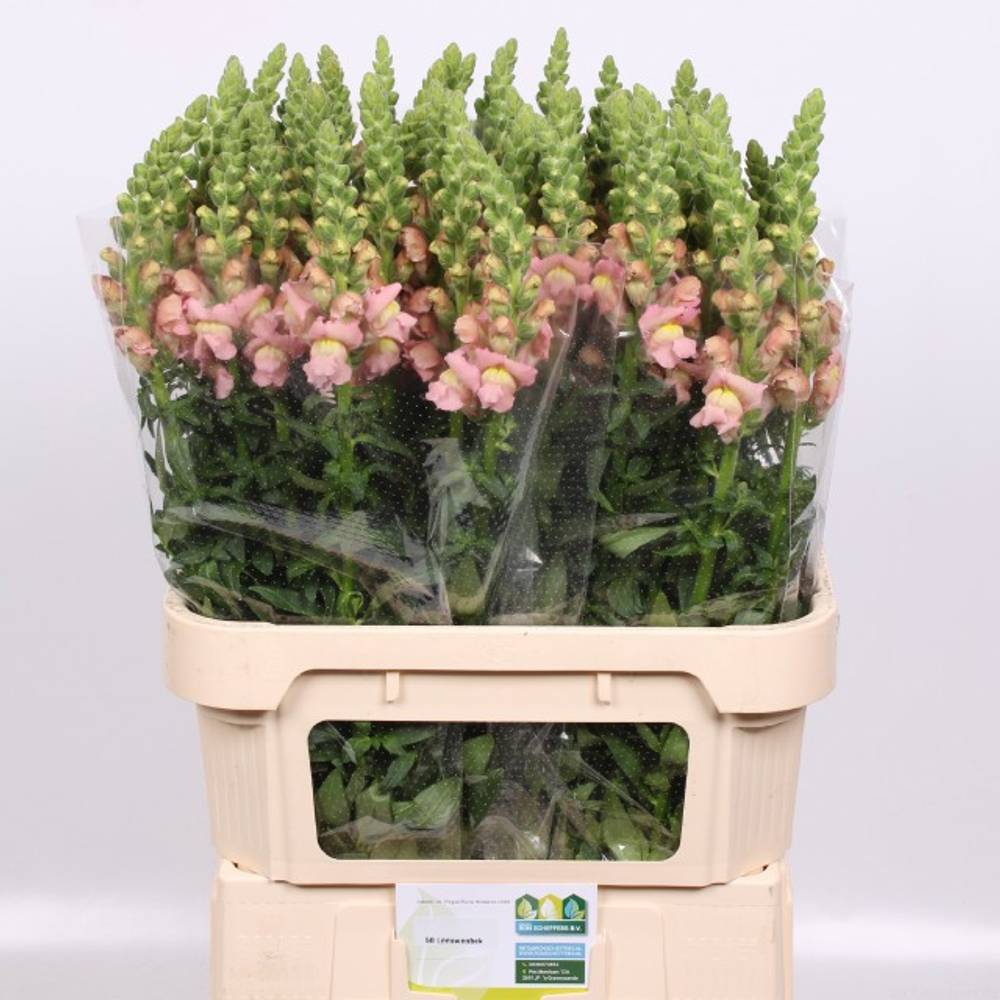 Löwenmaul hell rosa Nantes Pink 85cm