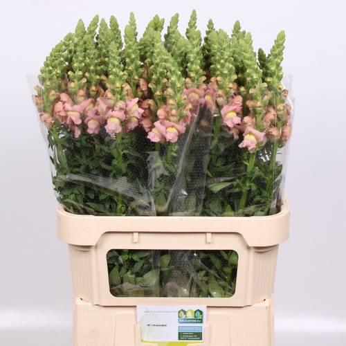 Löwenmaul hell rosa Nantes Pink 85cm