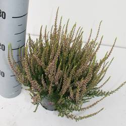 Calluna rosa GG T12 H024