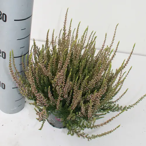 Calluna rosa GG T12 H024
