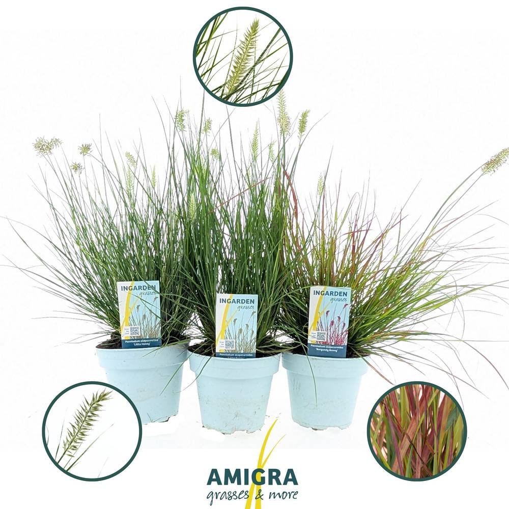 Pennisetum mix T15 H050