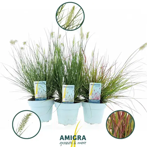 Pennisetum mix T15 H050