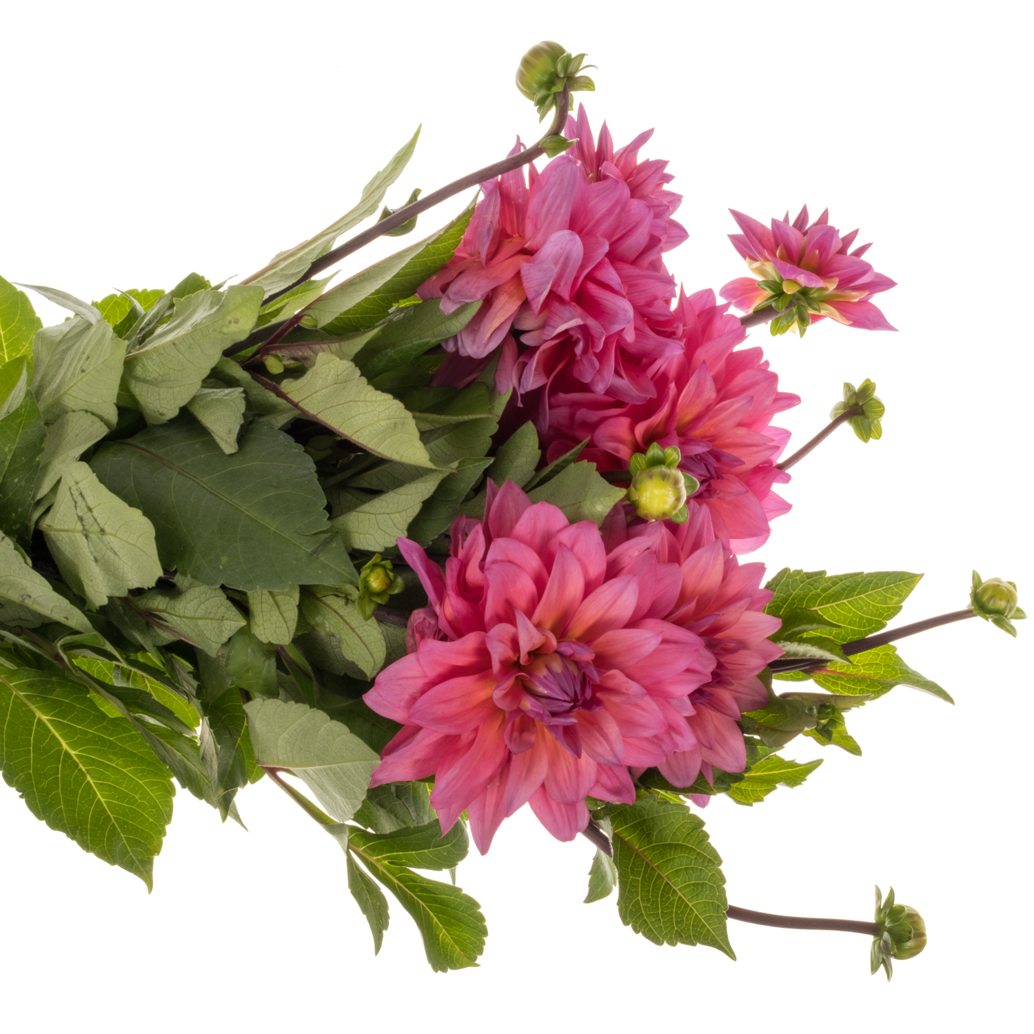 Dahlia rosa/fuchsia Feline yvonne 50cm