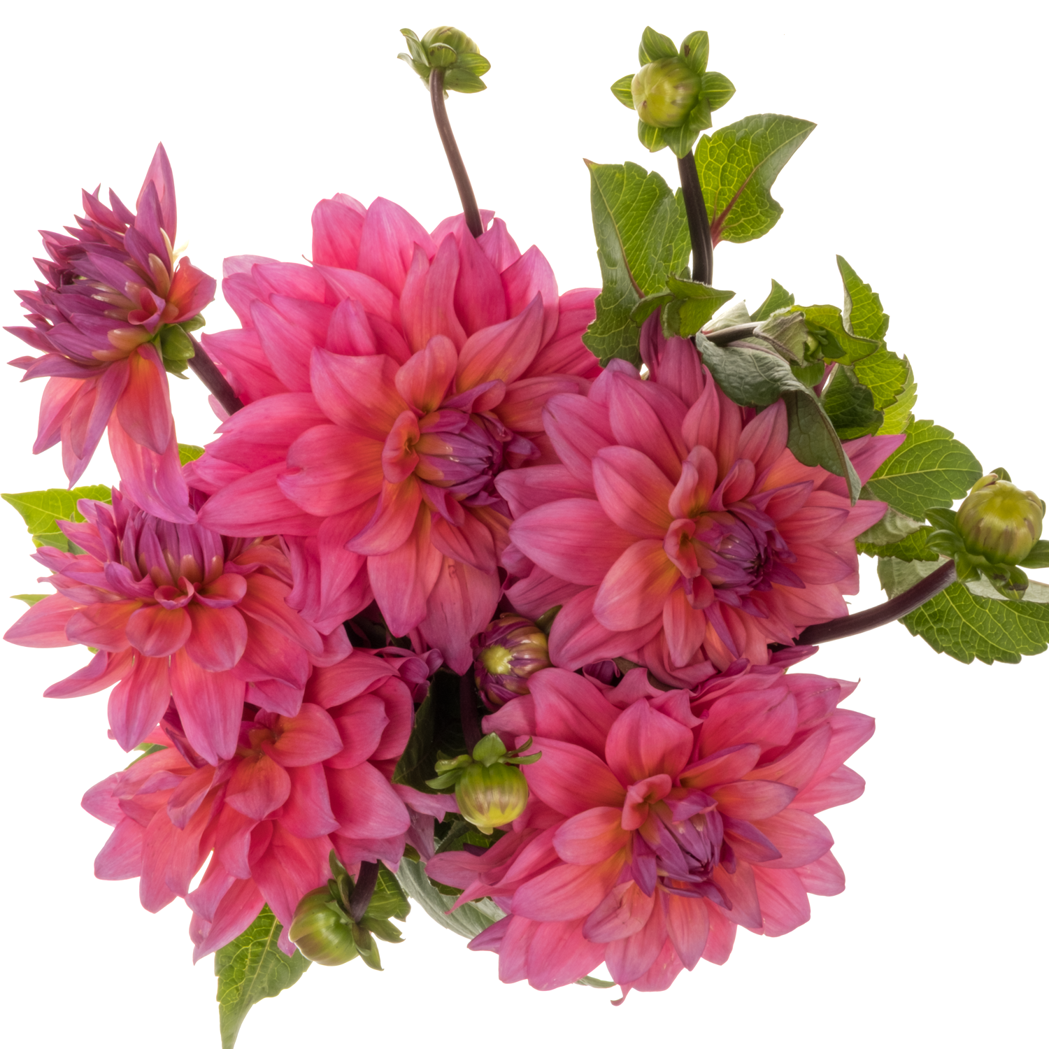 Dahlia rosa/fuchsia Feline yvonne 50cm