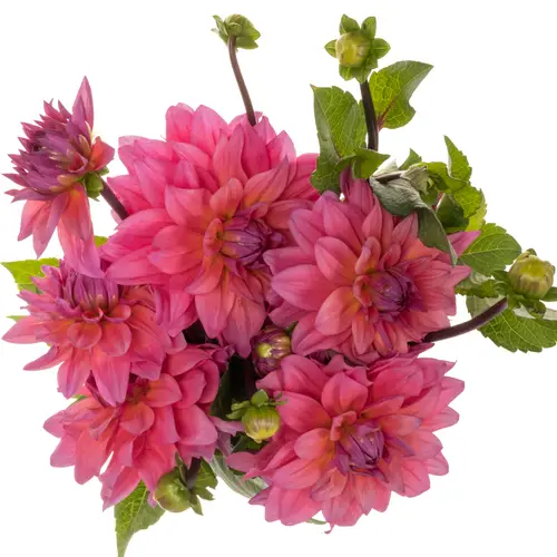 Dahlia rosa/fuchsia Feline yvonne 50cm