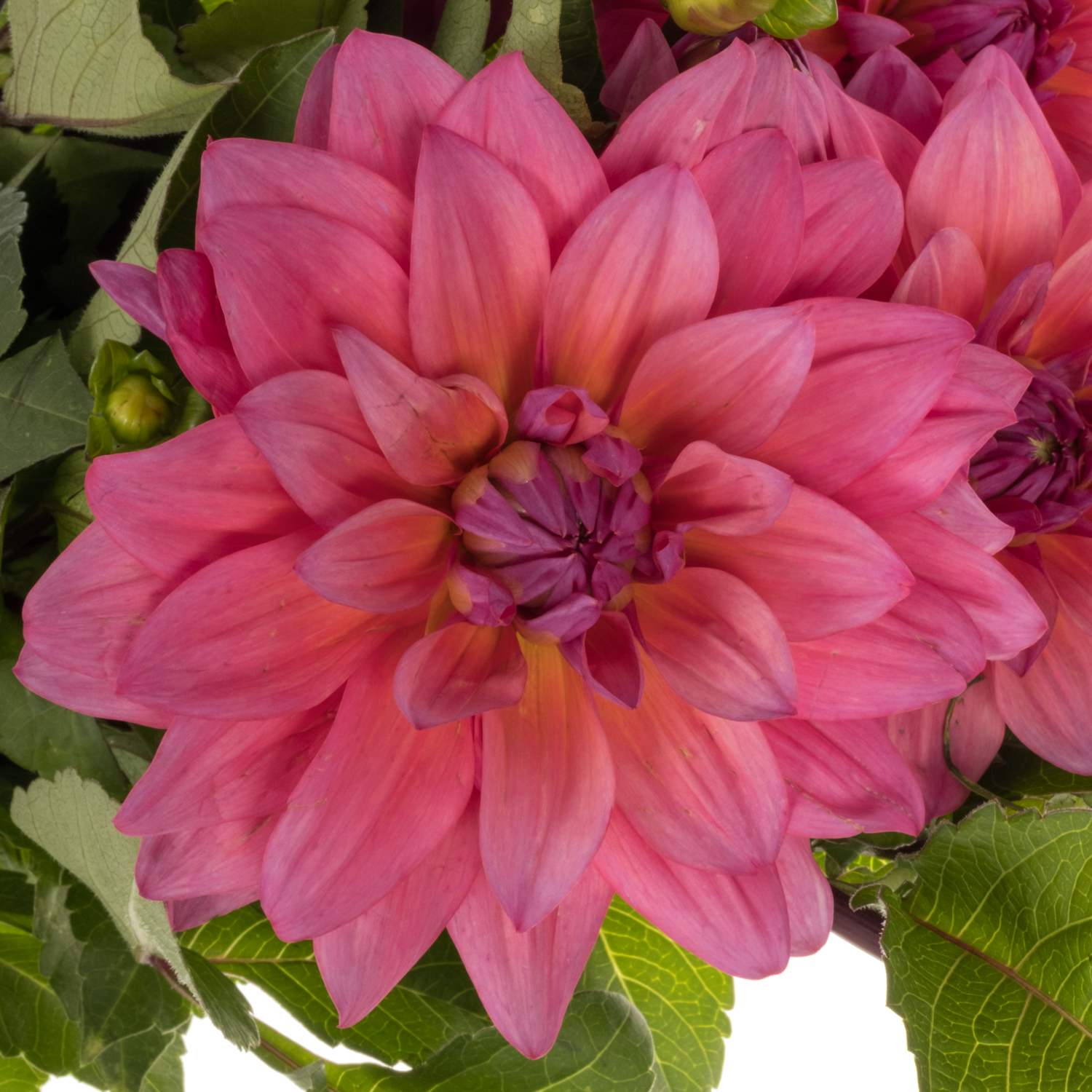 Dahlia rosa/fuchsia Feline yvonne 50cm
