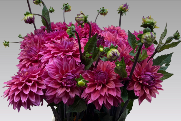Dahlia rosa/fuchsia Feline yvonne 50cm