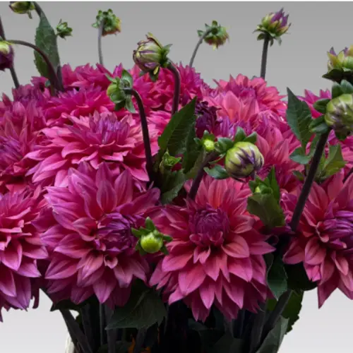 Dahlia rosa/fuchsia Feline yvonne 50cm
