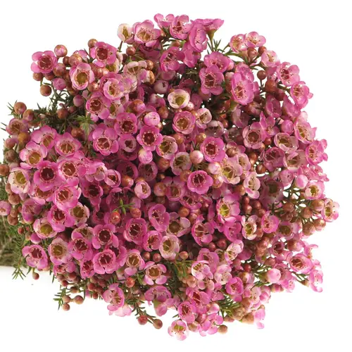 Wachsflower rosa Adi 25 Gramm 50cm