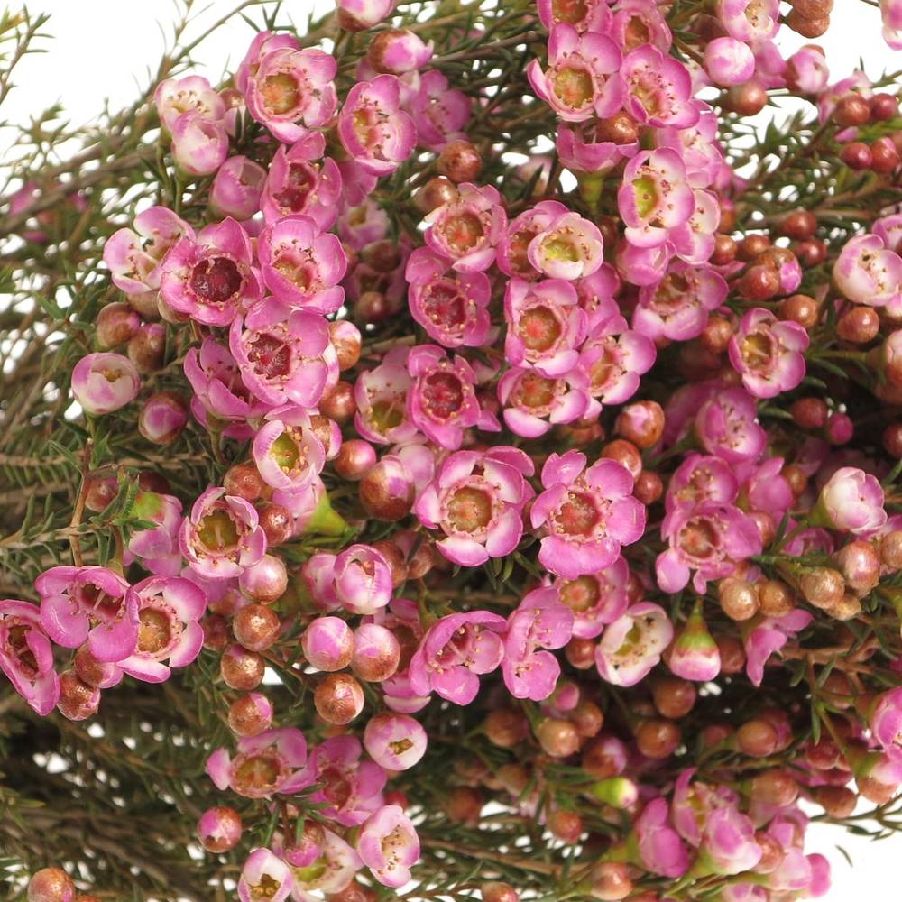 Wachsflower rosa Adi 25 Gramm 50cm