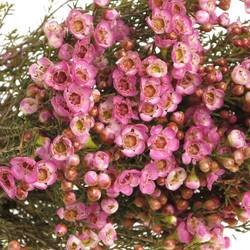 Wachsflower rosa Adi 25 Gramm 50cm