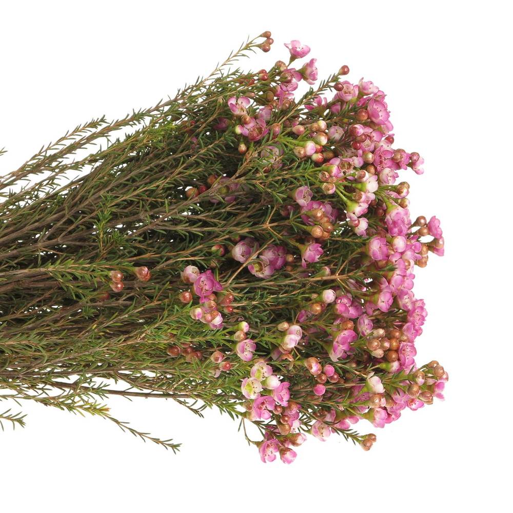 Wachsflower rosa Adi 25 Gramm 50cm