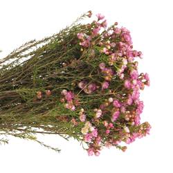 Wachsflower rosa Adi 25 Gramm 50cm