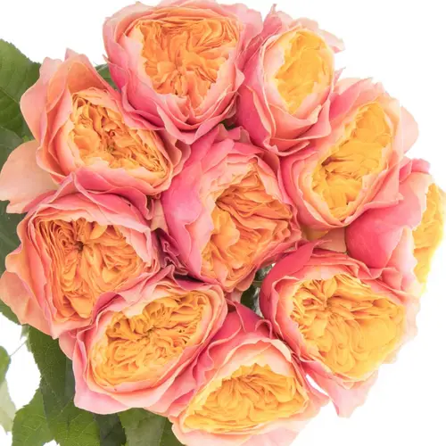 Rose lachs/apricot  Kensington Gardens 40cm