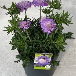 Scabiosa lila Columbaria Mariposa T17 H040