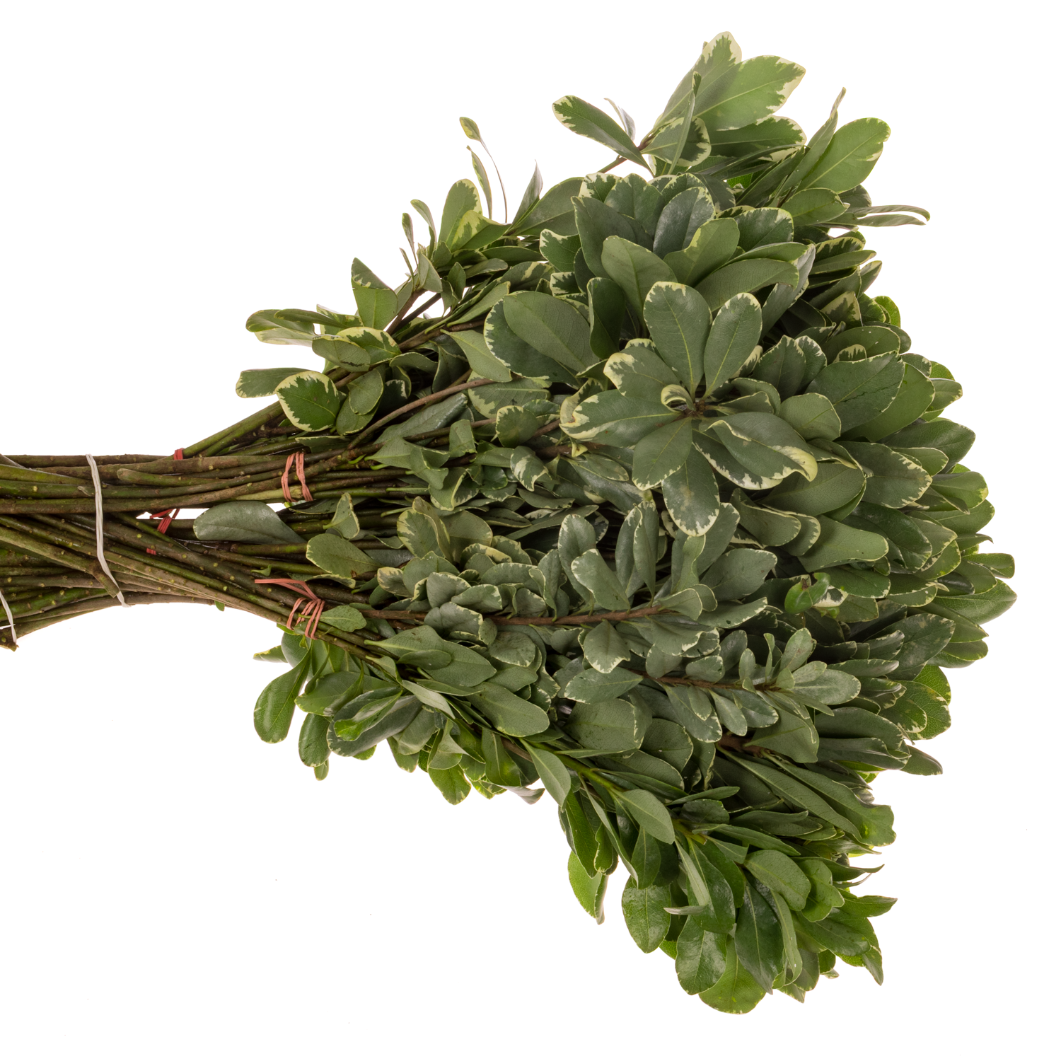 Pitto grün Grob (Costa Rica)