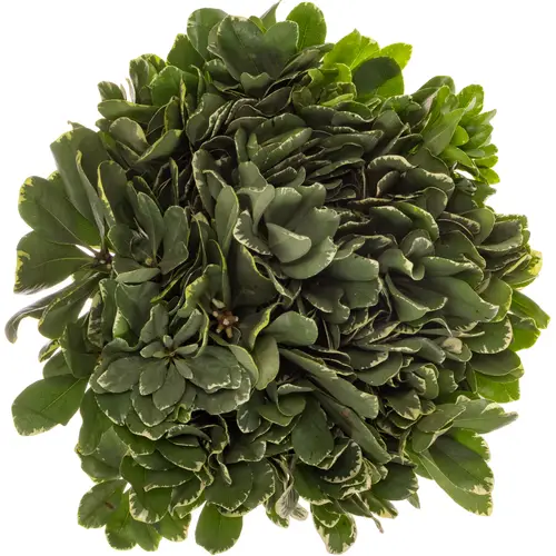 Pitto grün Grob (Costa Rica)