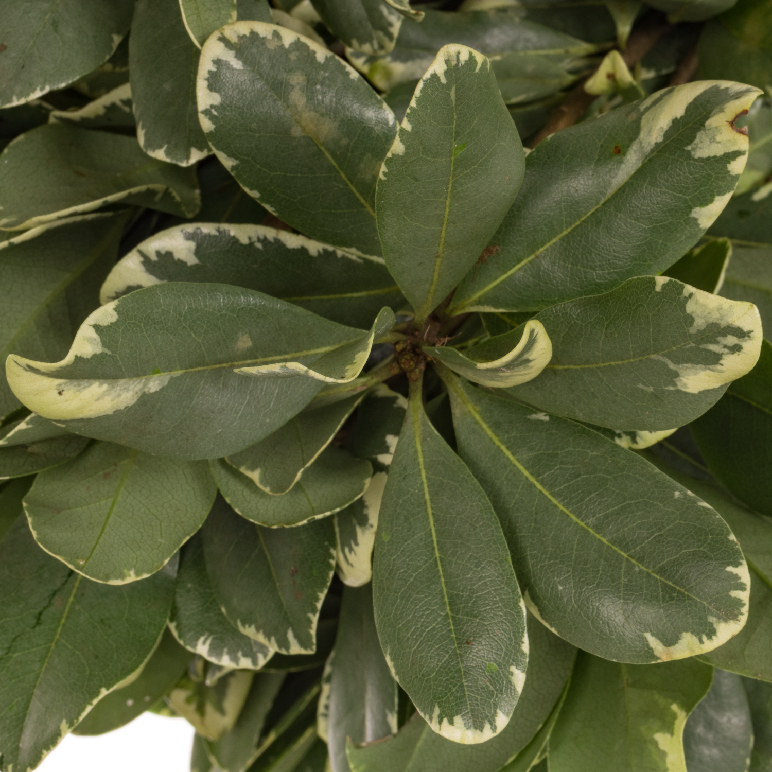 Pitto grün Grob (Costa Rica)